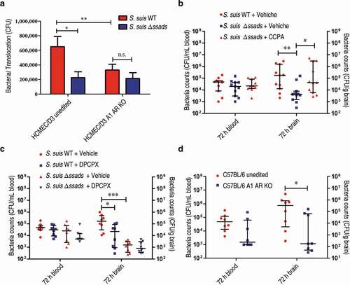 Figure 5. A1 AR activation promotes S. suis BBB penetration. (a) The translocation of S. suis across monolayers of HCMEC/D3 A1 AR-KO cells or HCMEC/D3 unedited cells was measured at 1 h post-infection. Data are expressed as means ± SEM. (b,c) Six-week-old female C57BL/6 mice were infected i.p. with approximately 5 × 106 CFU of S. suis strains. Bacterial CFU in the blood and brain were measured from animals sacrificed at 72 h post-infection. Horizontal lines and error bars denote the median and IQR, respectively. (b) The effects of CCPA (0.37 mg/kg BW) i.v. at 2 h post-infection on the bacterial loads in the brain and blood were determined (n = 11 mice per group). (c) The effects of administration of DPCPX (1 mg/kg BW) concomitantly with bacterial suspension by the i.p. route on the bacterial loads in the brain and blood were determined (n = 8 mice per group). (d) Comparison of bacterial CFU recovered from the blood and recovered from brains of unedited and A1 AR-KO mice 72 h after i.p. challenge with 5 × 106 CFU of S. suis WT strain were performed (n = 8 mice per group). Horizontal lines and error bars denote the median and IQR, respectively. *P < 0.05, **P < 0.01, ***P < 0.001, Mann-Whitney U test.