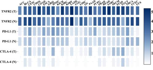 Figure 1 TNFR2, PD-L1, and CTLA-4 gene expression profiles across diverse human cancer and normal tissues. The transcriptomic analyses of indicated gene expression by human cancers and paired normal tissues were performed with GEPIA (Gene Expression Profiling Interactive Analysis) online database (http://gepia2.cancer-pku.cn/); Figure 1 is drawn according to specific data in the GEPIA database.Citation199 Log-scale was set to log 2 (TPM+1) in the analysis.