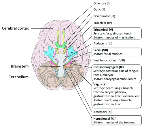 Figure 2. Cranial nerves in human. A frame surrounds the nerves that emerge from the regions most frequently infected by Lm in the brainstem. Adapted from Patrick Lynch; Creative Commons Attribution 2.5 License 2006; www.patricklynch.net.