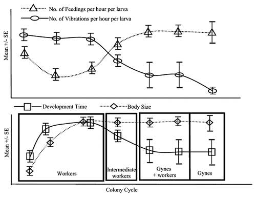 Figure 1 Model for the interaction of vibrational signaling and nutrition in caste biasing in Polistes. (A) Hypothesized changes in the temporal pattern of vibration and levels of nutrition received per larva per hour across the colony cycle.Citation32 (B) Correlated changes in the development time, body size and caste of emerging adults across the colony cycle.Citation21,Citation24 See text for explanation.