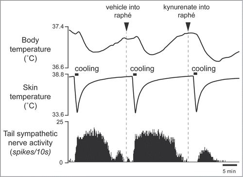 Figure 8. Blocking excitatory inputs to the medullary raphé with kynurenate (6 nmol in 120 nl) inhibits tail sympathetic excitatory response to skin cooling. Modified from Tanaka et al.Citation30 © Society for Neuroscience. Permission to reuse must be obtained from the rightsholder.