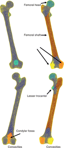 Figure 7. Color-coded regions clustered for 3k-face surface of the femur. The upper and lower images display the anterior and posterior views, respectively.