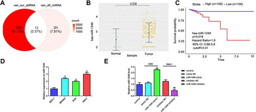 Figure 1 Detection of the miR-1249 expression in gastric cancer specimens gained from TCGA database and cell lines. (A) There are 13 potential targets of common miRNAs were acquired from the intersection miRNAs that had meaningful survival (3273) and differential expression miRNAs (294) in gastric cancer on the basis of TCGA database. (B) The expression of miR-1249 in 367 gastric cancer tissues and 13 normal samples according to TCGA database. (C) Compared with low miR-1249 expression, Kaplan–Meier survival curves displayed that the overall survival was worse in gastric cancer patients with high miR-1249 expression. (D) The miR-1249 expression level was higher in all gastric cancer cell lines (AGS, MGC-803 and SNU1) compared to that of normal cell line GES-1. **p<0.01 vs GES-1 group. (E) The expression level of miR-1249 in gastric cancer cells treated with miR-1249 mimic/inhibitor. **p<0.01 vs mimic NC group. ##p<0.01 vs inhibitor NC group.