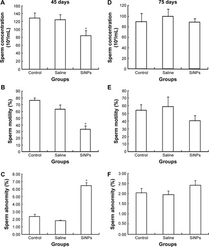 Figure 4 The effects of SiNPs on the quality and quantity of sperms in epididymides.Notes: (A–C) SiNPs decreased the sperm concentration and the sperm motility, and increased the sperm abnormity on the 45th day after the first dose. (D–F) The sperm concentration, the sperm motility, and the sperm abnormity in the SiNPs group had no significant difference compared with the saline control group on the 75th day after the first dose. Data are expressed as the mean ± standard error from three independent experiments. *P<0.05 vs the saline control group. Saline group represents the saline control group. The data indicated that SiNPs could decrease the quality and quantity of sperms.Abbreviation: SiNPs, silica nanoparticles.