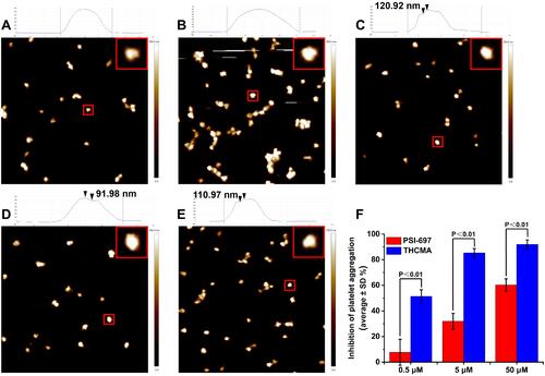 Figure 9 AFM images of platelets at various states with the height of marked platelet shown at top, and anti–platelet aggregation activity of THCMA in vitro. (A) AFM of rat platelets at resting state; (B) AFM of rat platelets activated by AA; (C) AFM of rat platelets activated by AA in the presence of 10 μM THCMA; (D) AFM of rat platelets activated by AA in the presence of 1 μM THCMA; (E) AFM of rat platelets activated by AA in the presence of 0.1 μM THCMA; (F) anti–platelet aggregation activity of THCMA and PSI-697 in vitro (n=6).