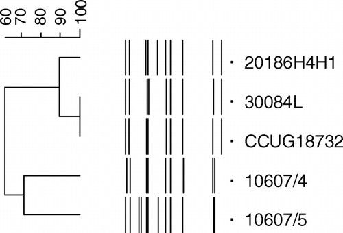 Figure 2.  Genotypic relationship between the type strain of A. endocarditis and four unclassified strains from other lesions in chickens as demonstrated by ribotyping.