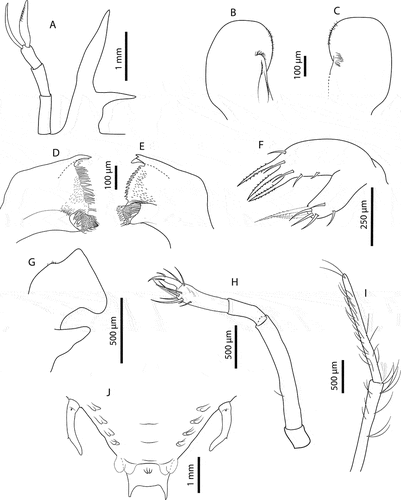 Figure 10. Chelarctus crosnieri Holthuis, Citation2002, subfinal stage. A, antenna and antennule; B, C, left and right paragnaths (ventral view); D, E, left and right mandibles (dorsal view); F, maxillule; G, maxilla and first maxilliped; H, second maxilliped; I, third maxilliped (distal part); J, pleon and fifth pereiopod (ventral view). Scale bars: A and J = 1 mm; B–D = 100 µm; F = 250 µm; G–I = 500 µm.