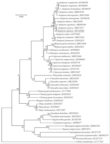 Figure 1. Phylogenetic relationships of 45 species based on the neighbor-joining analysis of chloroplast protein-coding genes. The bootstrap values were based on 1000 replicates, and are shown next to the branches.