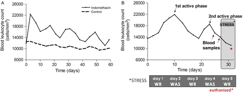 Figure 1.  Representative graphs showing the cyclic oscillation of BL counts associated with active and inactive phases of intestinal inflammation induced by indomethacin administration. (A) Representative graph of BL count changes evolution in an indomethacin-treated rat and in a control rat. The cyclic oscillation of BL count was maintained for up to 60 days after drug administration. (B) Representative graph showing the timing of the start of the stress protocol. Stress exposure was performed during the inactive phase of inflammation following the second peak of high BL counts. The inactive phase was identified when two consecutive BL counts were less than the maximal BL count reached during the active phase. The gray zone of the graph corresponds to the 5 days of stress exposure using the protocol illustrated by the * stress scheme. WR, wrap restraint; WAS, water avoidance stress, each 1 h on alternate days.