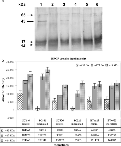Figure 2.  Western blot analysis showing the temporal accumulation of HRGPs in sorghum using the pAB-P/HRGPs antibody from pearl millet. (a) HRGP accumulation in sorghum leaves of the resistant genotype SC146, the intermediately resistant genotype SC326 and the susceptible BTx623 as a response to C. sublineolum infection. Lane 1: genotype SC146 control; Lane 2: genotype SC146 inoculated; Lane 3: genotype SC326 control; Lane 4: genotype SC326 inoculated; Lane 5: genotype BTx623 control and Lane 6: genotype BTx623 inoculated. (b) Quantification of intensities of the ~45 kDa, 17 kDa and 14 kDa bands using the Bioprofile Image Analysis System. Bars represent standard deviations.