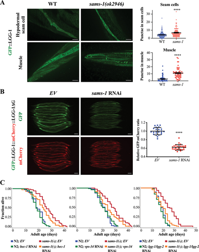 Figure 1. Autophagy activation is required for longevity of sams-1 mutants. (a) GFP::LGG-1-positive puncta were quantified in the hypodermal seam cells (top panel) and body-wall muscle (bottom panel) of day 1 adult WT and sams-1(ok2946) animals expressing lgg-1p::gfp::lgg-1. Graphs show mean ± SEM of GFP::LGG-1 puncta in hypodermal seam cells (WT: N = 124; sams-1(ok2946): N = 97 cells) and body-wall muscles (WT: N = 78; sams-1(ok2946): N = 53 worms) combined from three independent experiments. Scale bar: 25 µm. ****P < 0.0001, Student’s t-test. (b) GFP and mCherry fluorescent images of day 1 adult worms expressing gfp::lgg-1::mcherry::lgg-1ΔG fed with empty vector (EV) or sams-1 RNAi bacteria from hatching. Scale bar: 100 µm. Graph shows the relative GFP:mCherry fluorescence signal ratio of individual worms, normalized to the mean of EV. Mean ± SD are shown (EV: N = 23; sams-1 RNAi: N = 27 worms). ****P < 0.0001, Student’s t-test. (c) Lifespan analyses of N2 and sams-1(ok2946) worms fed with EV or bec-1 RNAi (left panel), vps-34 RNAi (middle panel), lgg-1/lgg-2 RNAi (right panel) bacteria from day 1 adulthood at 20°C. Please see Table S1 for detailed statistics.