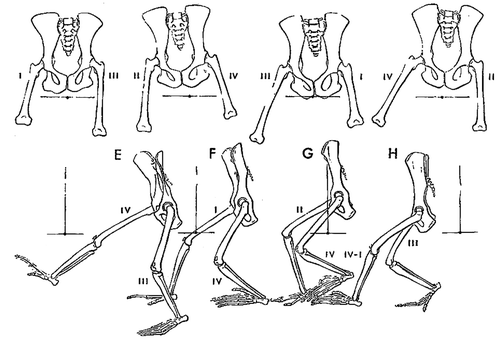 Figure 24. Chimpanzee has a Trendelenburg gait due to lack of efficient abductors and walks with flexed hips and knees because its stiff spine remains in forward flexion (from Jenkins Citation1972, reprinted with permission from AAAS).