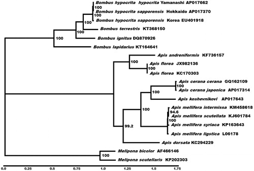 Figure 1. Phylogenetic relationships (determined using the method of maximum likelihood) among the members of Apinae (Order: Hymenoptera) based on the nucleotide sequence of 13 protein-coding genes regions in the mitochondrial genome. The numbers beside the nodes are percentages of 1000 bootstrap values. The Melipona species was used as an outgroup. Alphanumeric terms indicate the GenBank accession numbers.
