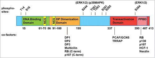 Figure 2. Structure of human E2F4. E2F4 is 413 amino acids long and contains a DNA binding domain (15-86), a dimerization domain that allows it to form heterodimers with a DP family protein (86-195), a transactivation domain (337-413), and within this, a pocket protein binding domain (PPBD, 390-407) that allows interactions with the RB family proteins. E2F4 shares these domains with the “activator” E2Fs and with E2F5. Yet unlike the “activator” E2Fs, E2F4 lacks a nuclear localization signal and shares with E2F5 a bipartite nuclear export signal (61-70, 91-100). E2F4 is thought to rely on the RB family proteins for nuclear localization, although post-translational modifications (such as phosphorylation sites, shown above with candidate kinases) and additional cofactors (shown below, with their interaction sites) may regulate E2F4 activity and cellular localization as well.