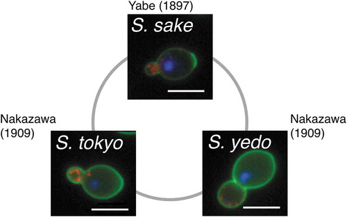 Figure 1. Early research on sake yeast. The cell wall (green), actin (red) and nuclear DNA (blue) of S. sake, S. tokyo and S. yedo were stained and photographed. Bars indicate 5 µm.