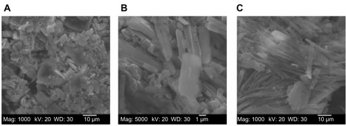 Figure 2 SEM micrographs of (A) moxifloxacin hydrochloride (magnification: 1,000×), (B) ofloxacin (magnification: 1,000×), and (C) DPPC (magnification 1,000×) as supplied by the manufacturer.Abbreviations: SEM, scanning electron microscope; DPPC, dipalmitoylphosphatidylcholine.
