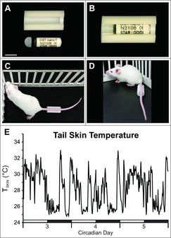 Figure 1. Photographs of the Delrin plastic housing and cap unassembled (A) and assembled (B) with a Star-Oddi DST nano-T probe. A clear window in at the end of the probe allowed the temperature sensor to be oriented toward the ventral surface of the tail. The housing was glued on each side of the tail at a consistent distance from the base (C & D). E, A representative graph from an individual OVX mouse shows wide fluctuations in TSKIN. The dark phase is indicated by black bars. Scale bar in A = 10 mm, applies to A.