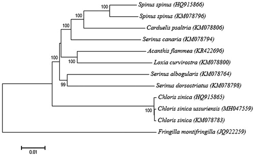 Figure 1. Phylogeny of Chloris sinica ussuriensis and other related species with Fringilla montifringilla as outgroup. The phylogenetic tree derived from complete mitochondrial (mt) genome sequences was constructed by a neighbour-joining method with 1000 bootstrap replicates in the program MEGA7 (Saito and Nei 1987). GenBank accession numbers of each mt genome sequence are given in the bracket after the species name. In accordance with the recently proposed nomenclature (Zuccon et al. Citation2012), in this study, Carduelis sinica was named as Chloris sinica.