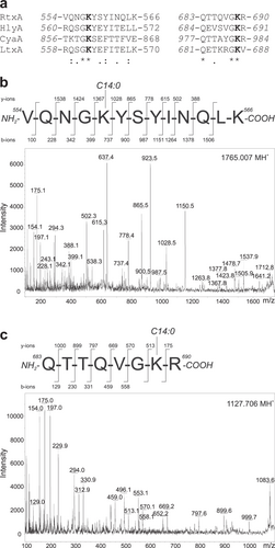 Fig. 2 RtxA is acylated at lysine residues 558 and 689.a ClustalW sequence alignment of putative acylated sites of RtxA and corresponding sequences of related RTX toxins whose post-translational modification through amide-linked fatty acylation on the ε-amino group of two conserved internal lysine residues was previously demonstrated:Citation22, Citation23, Citation25, Citation26 RtxA, K. kingae isolate PYKK081 cytotoxin; HlyA, E. coli α-hemolysin (UniProt code: Q8G9Z4); CyaA, B. pertussis adenylate cyclase toxin (UniProt code: P0DKX7); LtxA, A. actinomycetemcomitans leukotoxin (UniProt code: P16462). The highly conserved lysine residues (K558 and K689 in RtxA) that have been shown to be acylated in HlyA, CyaA and LtxA are shown in bold. Symbols: (*) identity; (:) strongly similar; (.) weakly similar. b, c The tryptic fragments with m/z signals 1099.675, 1127.706, 1143.699, 1153.723, 1765.007 and 1781.003, which were exclusively present in trypsin-digested RtxA (Supplementary Fig. 1), were further analyzed using a tandem MS/MS sequencing approach. b The MS/MS spectrum of the peptide 1765.007 contains b- and y-ions that correspond to the sequence 554-VQNGKYSYINQLK-566 with the ε-amino group of K558 modified by a myristoyl (C14:0) acyl chain. c The MS/MS spectrum of the peptide 1127.706 contains b- and y-ions that correspond to the sequence 683-QTTQVGKR-690 with a myristoyl (C14:0) acyl group attached to the ε-amino group of K689. The MS/MS spectra of the remaining unexpected peptides (1099.675, 1143.699, 1153.723 and 1781.003) are shown in Supplementary Fig. 2. The residue numbering corresponds to that of the full-length sequence of the RtxA variant from the K. kingae isolate PYKK081