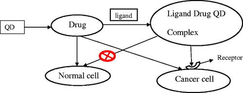 Figure 2. Schematic representation of drug bearing ligand conjugated QDs for drug delivery efficiently.