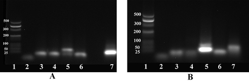 Figure 6 PAGE of CHA amplification for the detection of BRAF V600E and IDH1 R132H. (A) Lane 1: Marker; Lane 2: BRAF V600E; Lane 3: HP2-1; Lane 4: HP2-2; Lane 5: HP2-1+ HP2-2+ BRAF V600E; Lane 6: HP2-1+ HP2-2; Lane 7: BRAF V600E+ HP2-1. (B) Lane 1: Marker; Lane 2: IDH1 R132H; Lane 3: HP1-1; Lane 4: HP1-2; Lane 5: HP1-1+ HP1-2+ IDH1 R132H; Lane 6: HP1-1+ HP1-2; Lane 7: IDH1 R132H + HP1-1.