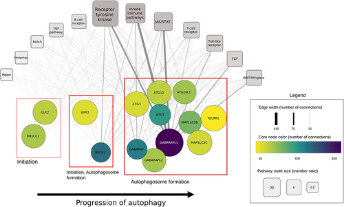 Figure 5. Connection of xenophagy core proteins to signaling pathways. Each circle node represents a core protein involved in xenophagy. Red boxes indicate the phase of autophagy core proteins are involved in. Rectangular nodes represent signaling pathways. The size of each pathway corresponds to the involved protein ratio, while edge width represents the number of regulatory connections from pathway members to the connected core protein.