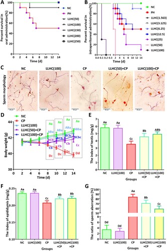 Figure 5. Total flavonoids were safe after oral administration and had an intervened role to male reproductive disorders but had serious toxicity after intraperitoneal injection in mice. A. Survival curves of the mice in the oral toxicity experiment. B. Survival curves of the mice in the intraperitoneal injection experiment. C. Microscopic features of mouse sperm. D. Changes in body weight during the experimental period. E. Testis indices of the experimental mice. F. Epididymis indices of the experimental mice. G. Sperm aberration ratio of the experimental mice. Different capital letters indicate highly significant differences (P < 0.01). Different lowercase letters indicate significant differences (p < 0.05). Scale bar: 20 μm; NC: negative control; PH: procaine hydrochloride; CP: cyclophosphamide group.