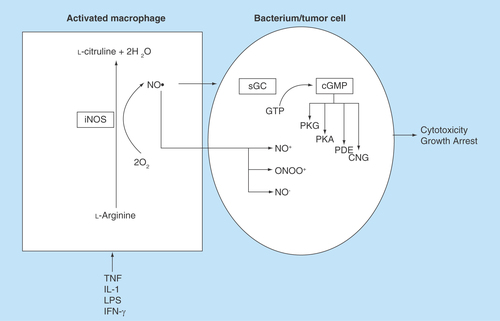 Figure 1.  Activated macrophages liberation of nitric oxide resulted in cytostatic and cytotoxic activity of target cells.These were the initial observation that led to the interest of nitric oxide in cancer biology.cGMP: Cyclic GMP; CNG: Cyclic nucleotide-gated channels; LPS: Lipopolysaccharide; NO: Nitric oxide; PDE: Phosphodiesterase; PKA: Protein kinase A; PKG: Protein kinase G; sGC: Soluble guanylyl cyclase.Adapted from [Citation1].