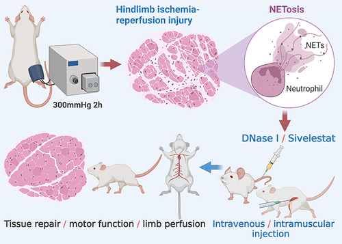 Figure 1 Experimental procedure. An air pump was used to apply a pressure of 300 mmHg to the root of the right hindlimb of rats for 2 h. Releasing the pressure resulted in hindlimb ischemic reperfusion injury (IRI). The extracellular traps (NETs) released by neutrophils lead to tissue damage in the ischemic reperfusion area. The DNA digestion enzyme recombinant DNase I and the neutrophil elastase inhibitor sivelestat are used to eliminate the components of NETs. Blood flow, motor function, angiogenesis, and muscle fibrosis in the ischemic limbs are then tested.