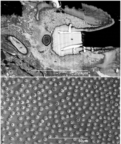 Figure 4. (A) Ultrastructure of the socket of the hastiseta in transverse section; (B) SEM micrograph of the cuticle of the point of insertion of the hastisetae on the larval tergite, taken from the endocuticle perspective. ht - hastiseta (pedicel), od - outer segment of sensory cell dendrite, m - microvilli, rls - receptor lymph space, tb - tubular body, tor - tormogen cell.