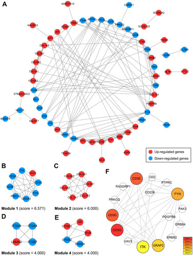 Figure 4 PPI network construction and hub genes identification.