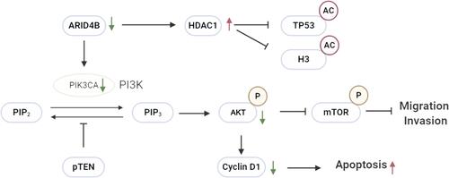 Figure 9 Schematic of knockdown ARID4B in gliomas. Knockdown ARID4B suppresses expression of phosphorylation of the PI3K downstream effectors mTOR and AKT and the downstream target Cyclin D1 has been reduced. Upregulated genes and protein are indicated by red arrows, and down expressed are green arrow.