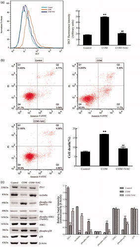 Figure 4. ROS are involved in the COM crystal-induced tight junction disruption. MDCK cells were pretreated with 10 mM NAC for 2 h and then incubated with 1 mM COM crystals for 48 h. (a) ROS production induced by COM was inhibited by NAC. Intracellular ROS were determined by DCFH-DA assay using flow cytometry. (b) The apoptosis induced by COM crystals was alleviated by NAC. MDCK cells treated with or without NAC were detected using flow cytometry by Annexin-V/PI staining. (c) NAC treatment inhibited the down-regulation of ZO-1 and occludin induced by COM crystal, and repressed the phosphorylation of Akt, ASK1, and p38. Protein levels were detected by Western blot and the relative band intensities were analyzed by Image-Pro Plus 6.0. Illustrated is a representative of three separate experiments and the quantifications of data were represented as mean ± SD on the right panel. **p < .01 versus control; ##p < .01 versus COM.