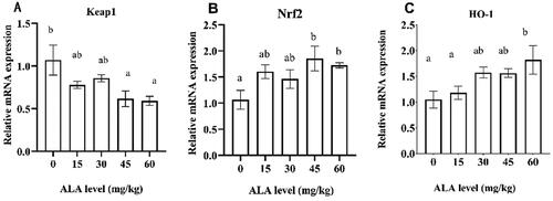 Figure 2. The effects of 5-aminolevulinic acid (5-ALA) supplementation on the mRNA expression of substance-related antioxidant signalling pathways in the liver of broilers. Nrf2, nuclear factor erythroid 2-related 2; HO-1, haem oxygenase-1; Keap1, Kelch-like ECH-associated protein 1.