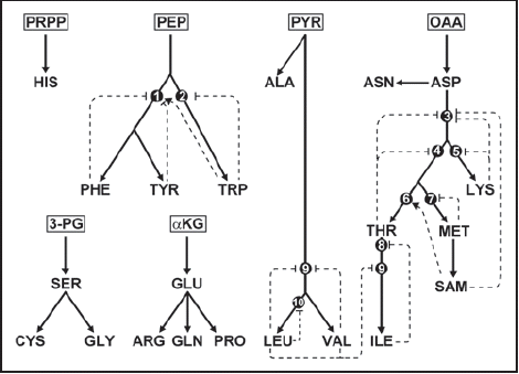 Figure 1 Biochemical pathways for synthesis of amino acids in plants. Starting carbohydrate metabolites are boxed. Thick lines correspond to biochemical pathways and may correspond to more than one reaction. Dotted lines correspond to feedback inhibition (T bar) or activation (arrow) by a metabolite on an enzyme (black dots). (1) chorismate mutase; (2) anthranilate synthase; (3) aspartate kinase; (4) homoserine dehydrogenase; (5) dihydrodipicolinate synthase; (6) threonine synthase; (7) cystathionine gamma-synthase; (8) threonine deaminase; (9) acetohydroxy acid synthase; (10) 2-isopropylmalate synthase. αKG, α-ketoglutarate; PEP, phosphoenolpyruvate; PYR, pyruvate; OAA, oxaloacetate; 3-PG, 3-phosphoglycerate; PRPP, 5-phospho-α-D-ribosyl-1-pyrophosphate; SAM, S-adenosylmethionine. Standard three-letter code is used for amino acids. Adapted from reference Citation2.