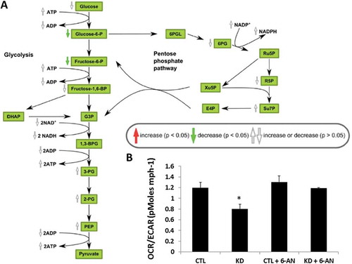 Figure 4. Changes in glycolysis and the pentose phosphate pathway (PPP) in HepG2 cells macroH2A1 knockdown (KD) compared to control (CTL) cells. A. schematic depiction of the PPP. Abbreviations: phosphate (P), bisphosphate (BP), glyceraldehyde 3-phosphate (G3P), dihydroxyacetone phosphate (DHAP), phosphoglycerate (PG), phosphoenolpyruvate (PEP), 6-phosphogluconolactone (6PGL), 6-phosphogluconate (6PG), nicotinamide adenine dinucleotide P (NAD+, NADH), D-ribulose 5-phosphate (Ru5P), D-ribose 5-phosphate (R5P), xylulose 5-phosphate (Xu5P), sedoheptulose 7-phosphate (Su7P), D-erythrose 4-phosphate (E4P). The chart has been generated using the proprietary interactive web-application for metabolomics data analysis Owl Stat App (http://rstudio.owlmetabolomics.com:8031/OwlStatApp/). B. CTL and KD HepG2 cells were subjected to metabolic analysis by measuring the extracellular acidification rate (ECAR, reflecting the rate of glycolysis and the PPP) and oxygen consumption rate (OCR, reflecting the rate of mitochondrial respiration), in the presence or absence of 200 μM 6-Aminonicotinamide (6-AN, a PPP inhibitor) using the Seahorse XF Glycolysis Stress Test Kit. * P < 0.05; n = 3.