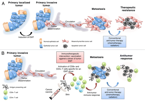 Figure 1. Targeting the epithelial-to-mesenchymal transition to block metastatic dissemination and alleviate resistance to therapy. (A) The epithelial-to-mesenchymal transition (EMT) promotes the invasive potential of cancer cells, their propensity to generate distant metastases and their resistance to chemo- and radiotherapy. (B) A vaccine directed against a driver of EMT could elicit an immune response that effectively targets malignant cells undergoing the EMT. Combining this immunotherapeutic approach with conventional treatments targeting epithelial cancer cells might result in effective tumor eradication.
