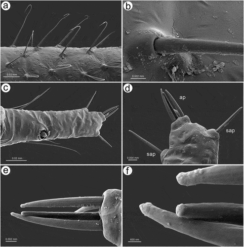 Figure 10. SEM of antennal trichoid sensilla of apterous viviparous female of S. yushanensis: (a) structure of type I trichoid sensilla with very fine often curved apices, (b) ultrastructure of type I trichoid sensillum and its socket, (c) ANT VI PT with small multiporous placoid sensillum and type II trichoid sensilla on the tip, (d) type II trichoid sensilla on the tip of ANT VI PT as apical (ap) and subapical (sap)setae, (e) structure of type II trichoid sensilla, (f) ultrastructure of type II trichoid sensilla apices.