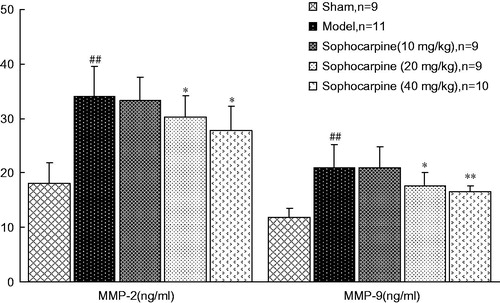 Figure 5. Effects of sophocarpine on MMP-2 and MMP-9 contents. Values are expressed as the mean ± SD, n = 9–11 animals. Significance was determined by ANOVA followed by Tukey’s test. ##p < 0.01 compared with the sham group; *p < 0.05 and **p < 0.01 compared with the model group.