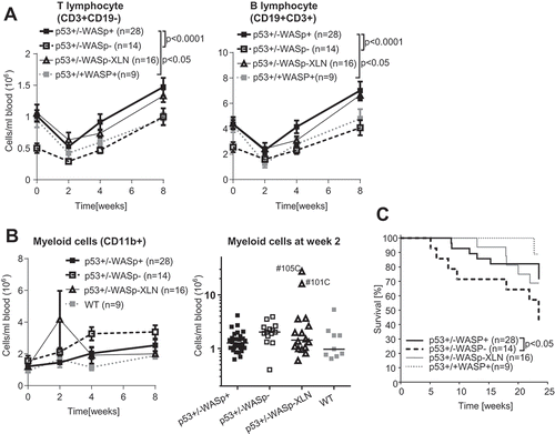 Figure 1. Blood leucocyte counts and survival rate in the p53+/-WASp mutant tumor model. Blood lymphocyte (A) and (B) myeloid cell counts were determined with flow cytometry for 8 weeks after irradiation. Two-way ANOVA and Bonferroni’s multiple comparison test. Mean±SEM. (B right panel: median myeloid count) (C) Kaplan-Maier survival curve of p53+/-WASp+, p53+/-WASp−, p53+/-WASp – XLN, and p53+/+WASp+ mice. (p value: Gehan-Breslow-Wilcoxon test).