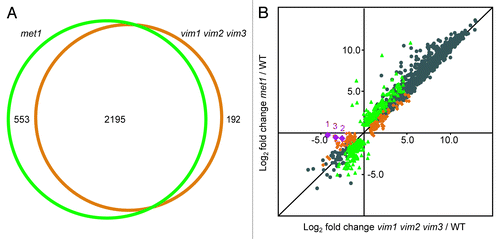 Figure 2. VIM proteins and MET1 regulate extensively overlapping sets of transcripts. (A) Venn diagram illustrating the large overlap between the targets differentially expressed in met1 mutants (green circle) and the targets differentially expressed in vim1 vim2 vim3 mutants (orange circle). Numbers of targets specific to each mutant and shared between the two mutants are indicated. (B) Scatter plot showing high correlation between the log2 fold change expression values in met1 relative to wild type (y-axis) and vim1 vim2 vim3 relative to wild type (x-axis). Green data points represent transcripts differentially expressed only in met1; orange data points correspond to transcripts differentially expressed only in vim1 vim2 vim3; and gray data points represent transcripts differentially expressed in both mutants relative to wild type. As a confirmation of the vim1 vim2 vim3 mutant genotype, the VIM1, VIM2, and VIM3 transcripts are represented with purple diamonds labeled 1, 2, and 3, respectively. Transcripts with an expression value of zero in the mutant or wild type sample were excluded from this analysis. A black line representing y = x is shown for reference.