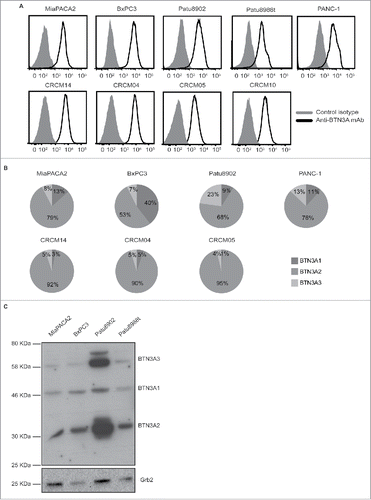 Figure 2. BTN3A isoform expression in pancreatic cell lines. (A) Representative overlays of BTN3A global surface expression (black line) compared to isotype control (grey line) in pancreatic cell lines (n = 5) as assessed by flow cytometry (upper panel) and in PDX-derived cell lines (n = 4) using an anti-BTN3A mAb (lower panel). (B) Transcriptional expression of BTN3A isoforms. Representative expression of the three BTN3A isoforms in pancreatic- (upper panel) and PDX-derived cell lines (lower panel). qRT PCR analyses were performed on total RNA isolated from pancreatic cell lines. Data were normalized using Peptidylpropyl isomerase A (PPIA) as an endogenous control (ΔCt = CtTarget gene – CtPPIA). Results were expressed as mean 2−ΔCt and shown as percentage of total quantified BTN3A isoforms. (C) BTN3A protein expression. Western Blot analysis of total protein extracts of pancreatic cell lines. Extracts were loaded in 10% SDS PAGE gel and membranes were hybridized with anti-BTN3A 20.1 mAb and anti-Grb2 as a loading control.