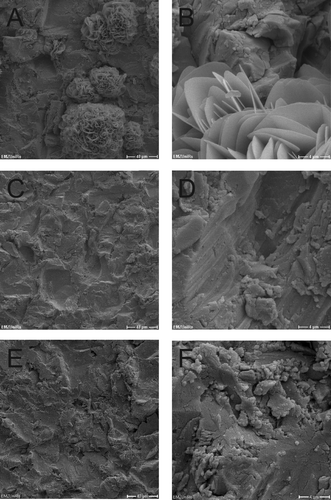 Figure 7. SEM micrographs of dual-HiPIMS disks inoculated with S. aureus. A, B = day 0; C, D = day 2; E, F = day 10. Scale bars: A, C, E = 40 μm; B, D, F = 4 μm.