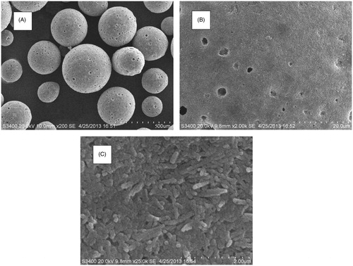 Figure 6. SEM micrographs of surfaces and cross-sections of ziprasidone-SNEDDS sustained-release pellets. A (150×) and B (2500×) surface of pellets, C (25000×) cross-section of pellets.