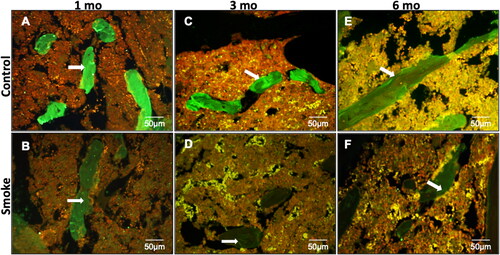 Figure 8. Immunofluorescence staining for type I collagen shows a uniform labeling pattern for collagen identified by the intense bright green fluorescence in the trabecular bone (arrows) of control groups with a slight decrease in 6 months compared with 1 and 3 months (A, C and E) and a marked decrease of fluorescence in smoke groups (B, D and F). mo: month.