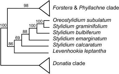 Figure 22 Relationships of Stylidium subulatum (as Oreostylidium subulatum), after Wagstaff & Wege (Citation2002, based on ITS and rbcL sequence data; bootstrap support values shown).