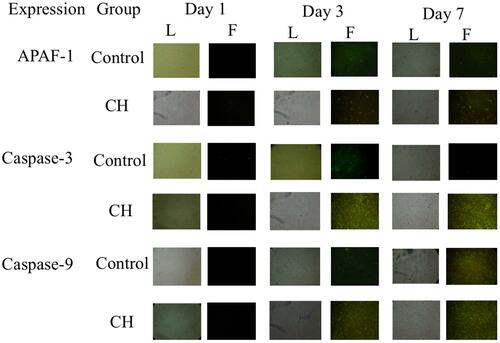 Figure 1 HUCMSCs culture seen under light microscope (L) and fluorescence microscope (F) showing the expressions of APAF-1, Caspase-3, and Caspase-9 observed on day 1, day 3, and day 7 between control groups and calcium hydroxide (CH) groups.