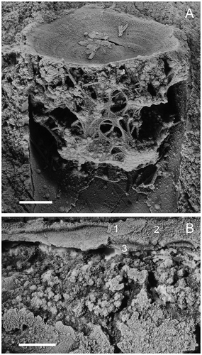 Figure 11. Circotheca johnstrupi (Holm, Citation1893). A. MGUH 31850. Detail of phosphatized bacterial mesh below operculum. See Fig. 8A for entire specimen. B. MGUH 1514. Detail of posterior part of conch with phosphatized bacterial infilling. Numbers 1–3 indicate three possible shell layers. See Fig. 5C for entire specimen. Scale bars in = 0.1 cm.