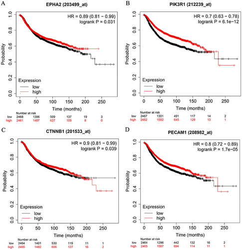 Figure 2 Survival curves comparing low and high expressions of EphA2/PIK3R1/CTNNB1/PECAM1 in breast cancer. (A) EPHA2, (B) PIK3R1, (C) CTNNB1, (D) PECAM1. All the survival analyses were conducted via Kaplan–Meier Plotter database (https://kmplot.com/analysis).