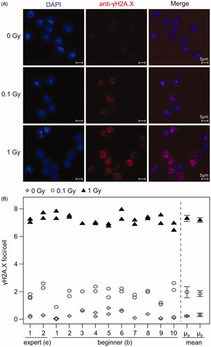 Figure 2. Beginners and experts produced comparable γH2A.X slides for semi-automatic foci scoring. Sham- and with 0.1 and 1 Gy irradiated cells were fixed 1 h after irradiation and stained for γH2A.X by 2 experts and 10 beginners. (A) Microscopy pictures as an example of immunofluorescence staining of γH2A.X in PBMCs (foci in red and cell nuclei in blue) at different doses. Scale bar 5 µm. (B) Mean numbers of γH2A.X foci for replicated slides and each participant were evaluated by semi-automatic microscopy for 0 (grey rhombus), 0.1 (white circle) and 1 Gy (black triangle). The mean of slides from experts (µe) and beginners (µb) was calculated with 95% confidence interval. The mean number and variation of foci/cell within one slide was calculated and listed in Supplementary Table S1.